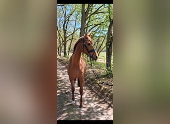 Hannoveraner, Stute, 3 Jahre, 166 cm, Fuchs