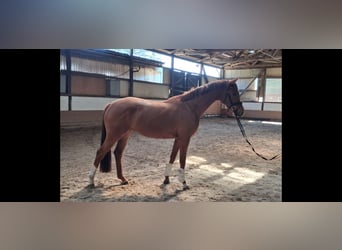 Hannoveraner, Stute, 3 Jahre, 166 cm, Fuchs