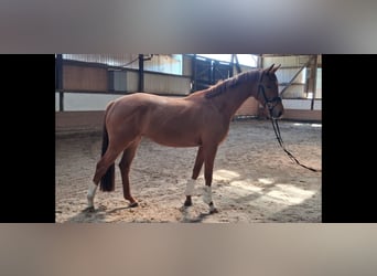 Hannoveraner, Stute, 3 Jahre, 166 cm, Fuchs