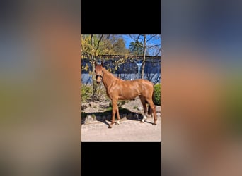 Hannoveraner, Stute, 3 Jahre, 166 cm, Fuchs