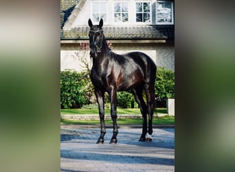 Hannoveraner, Stute, 3 Jahre, 166 cm, Rappe