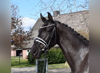 Hannoveraner, Stute, 3 Jahre, 166 cm, Rappe