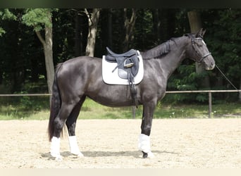 Hannoveraner, Stute, 3 Jahre, 166 cm, Rappe