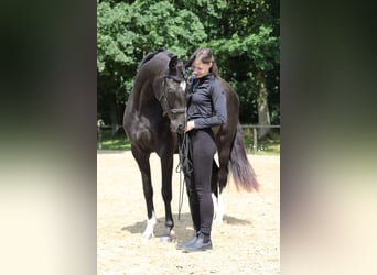 Hannoveraner, Stute, 3 Jahre, 166 cm, Rappe