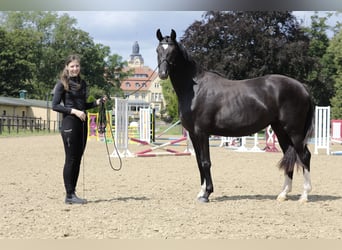 Hannoveraner, Stute, 3 Jahre, 166 cm, Rappe