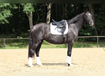 Hannoveraner, Stute, 3 Jahre, 166 cm, Rappe
