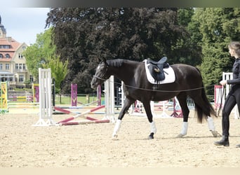 Hannoveraner, Stute, 3 Jahre, 166 cm, Rappe