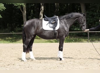 Hannoveraner, Stute, 3 Jahre, 166 cm, Rappe