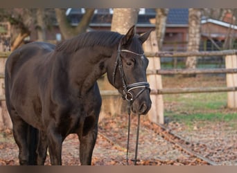 Hannoveraner, Stute, 3 Jahre, 166 cm, Rappe
