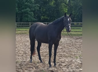 Hannoveraner, Stute, 3 Jahre, 166 cm, Rappe