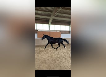 Hannoveraner, Stute, 3 Jahre, 166 cm, Rappe