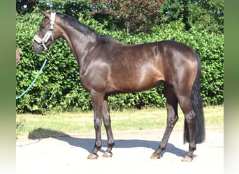 Hannoveraner, Stute, 3 Jahre, 166 cm, Rappe