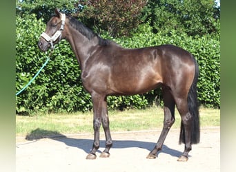 Hannoveraner, Stute, 3 Jahre, 166 cm, Rappe