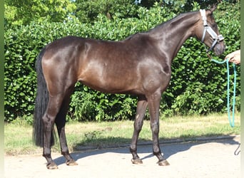 Hannoveraner, Stute, 3 Jahre, 166 cm, Rappe