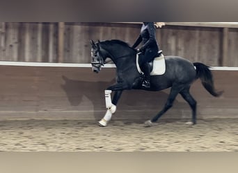 Hannoveraner, Stute, 3 Jahre, 166 cm, Schimmel