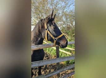 Hannoveraner, Stute, 3 Jahre, 166 cm, Schwarzbrauner