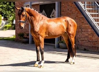 Hannoveraner, Stute, 3 Jahre, 167 cm, Brauner