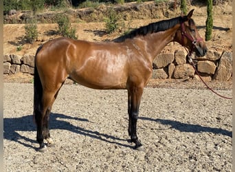 Hannoveraner, Stute, 3 Jahre, 167 cm, Brauner