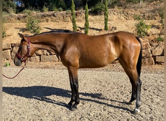 Hannoveraner, Stute, 3 Jahre, 167 cm, Brauner