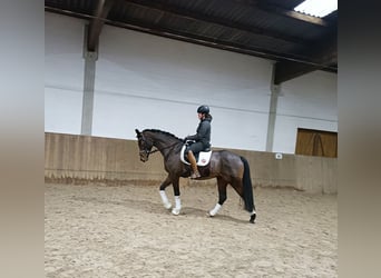 Hannoveraner, Stute, 3 Jahre, 167 cm, Brauner