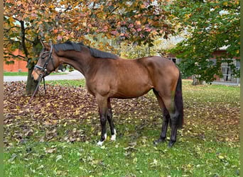 Hannoveraner, Stute, 3 Jahre, 167 cm