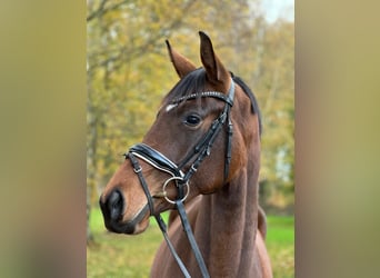 Hannoveraner, Stute, 3 Jahre, 167 cm