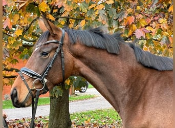 Hannoveraner, Stute, 3 Jahre, 167 cm