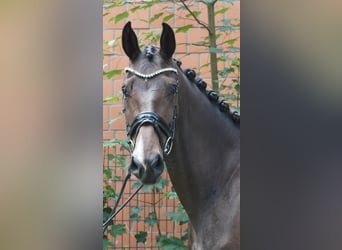 Hannoveraner, Stute, 3 Jahre, 167 cm, Dunkelbrauner