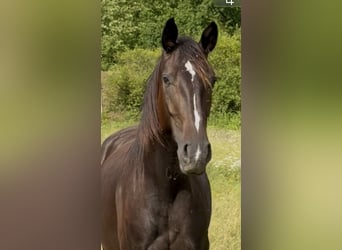 Hannoveraner, Stute, 3 Jahre, 167 cm, Dunkelbrauner