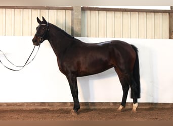 Hannoveraner, Stute, 3 Jahre, 167 cm, Dunkelbrauner