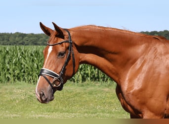 Hannoveraner, Stute, 3 Jahre, 167 cm, Fuchs