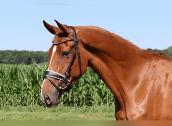 Hannoveraner, Stute, 3 Jahre, 167 cm, Fuchs