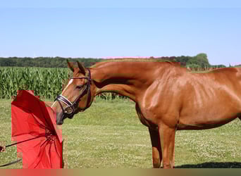 Hannoveraner, Stute, 3 Jahre, 167 cm, Fuchs
