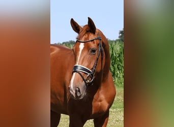 Hannoveraner, Stute, 3 Jahre, 167 cm, Fuchs
