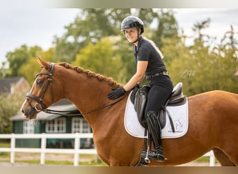 Hannoveraner, Stute, 3 Jahre, 167 cm, Fuchs