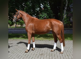 Hannoveraner, Stute, 3 Jahre, 167 cm, Fuchs