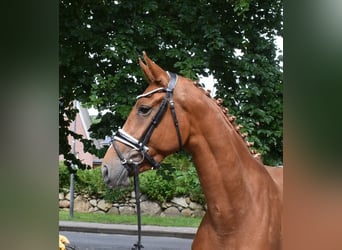 Hannoveraner, Stute, 3 Jahre, 167 cm, Fuchs
