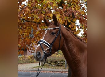 Hannoveraner, Stute, 3 Jahre, 167 cm, Fuchs