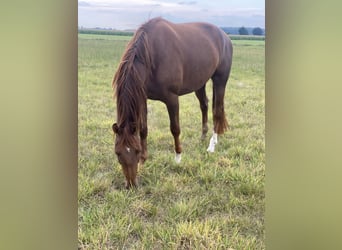 Hannoveraner, Stute, 3 Jahre, 167 cm, Fuchs