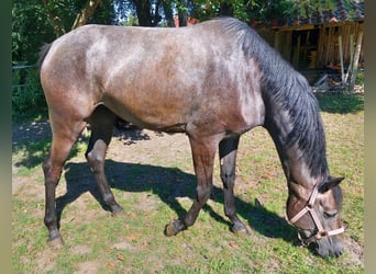 Hannoveraner, Stute, 3 Jahre, 167 cm, Kann Schimmel werden