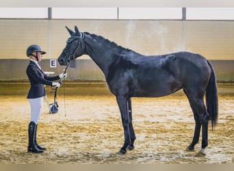 Hannoveraner, Stute, 3 Jahre, 167 cm, Rappe