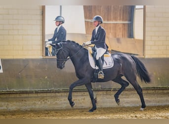 Hannoveraner, Stute, 3 Jahre, 167 cm, Rappe