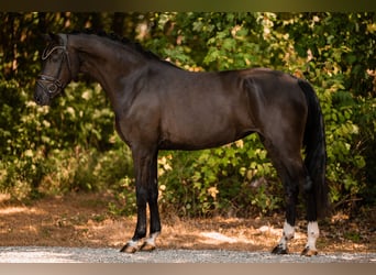 Hannoveraner, Stute, 3 Jahre, 167 cm, Rappe