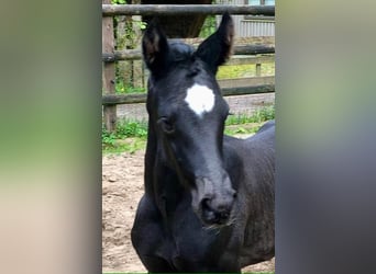 Hannoveraner, Stute, 3 Jahre, 167 cm, Rappe