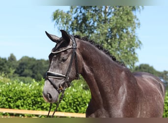 Hannoveraner, Stute, 3 Jahre, 167 cm, Schimmel