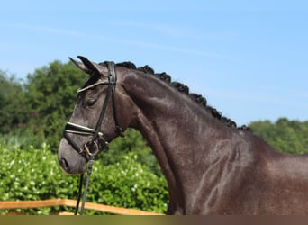 Hannoveraner, Stute, 3 Jahre, 167 cm, Schimmel