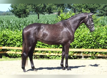 Hannoveraner, Stute, 3 Jahre, 167 cm, Schimmel