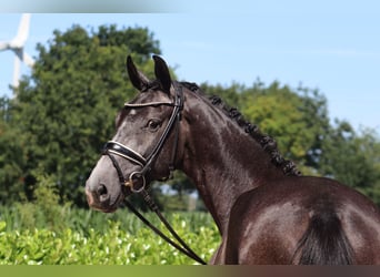 Hannoveraner, Stute, 3 Jahre, 167 cm, Schimmel