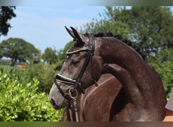 Hannoveraner, Stute, 3 Jahre, 167 cm, Schimmel