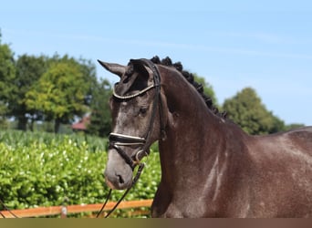 Hannoveraner, Stute, 3 Jahre, 167 cm, Schimmel